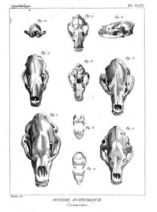 Pl. XLVI. Systême Anatomique. Carnassiers.