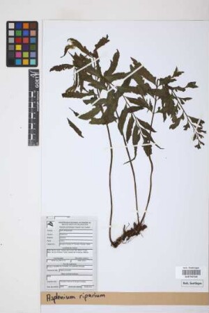 Asplenium riparium Liebm.