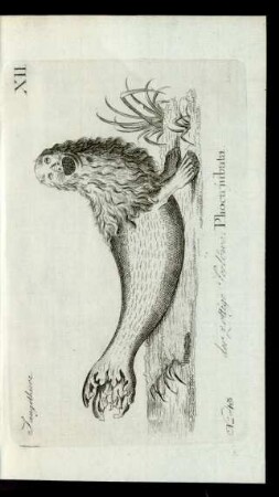 No 43. der zottige Seelöwe. Phoca jubata.