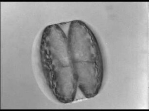Coscinodiscus granii (Centrales) - Vegetative Vermehrung