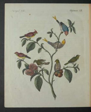 Tafel: Vögel XII.
