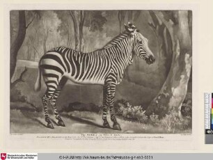 The Sebra, or Wild Ass