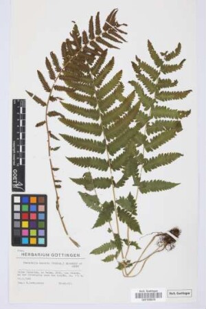 Christella dentata (Forsskal) Brownsey & Jermy