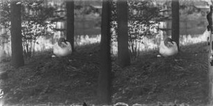 Höckerschwan : Höckerschwan (Cygnus olor).