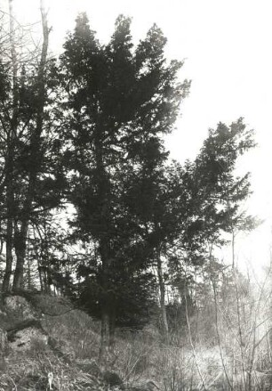 Oberlausitz. NSG Rotstein. Naturnaher Mischwald mit Eibe. Herbstaufnahme