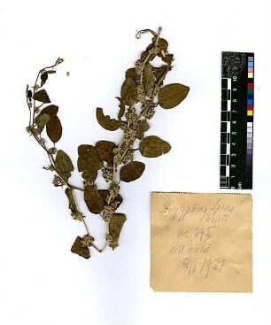 Rhamnaceae Zizyphus Spina-Christi Linné, Carl von (1707 - 1778) [Kafarnaum, Kapernaum, Kfar Nahum, Tel Hum, Tell Hum, Talhum, Capernaum]