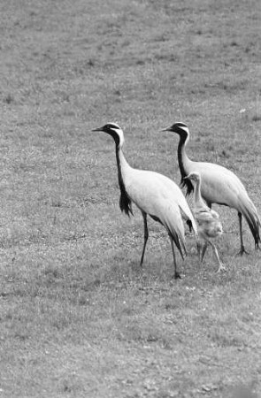 Nachwuchs bei den Kranichen im Karlsruher Zoo