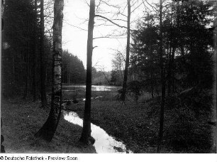 Waldteich