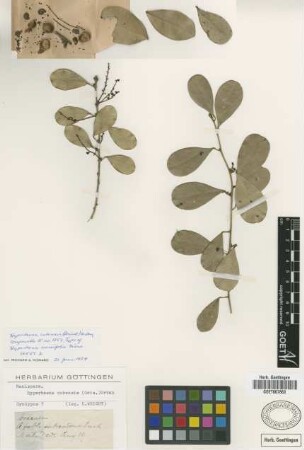 Hyperbaena cubensis (Griseb.) Urb. [type]