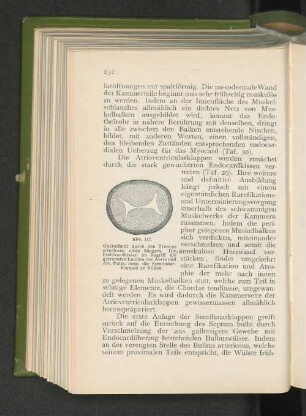 Abb. 147.