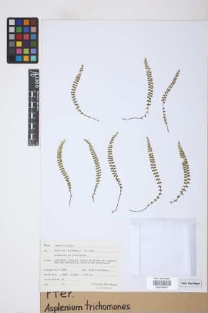 Asplenium trichomanes L.
