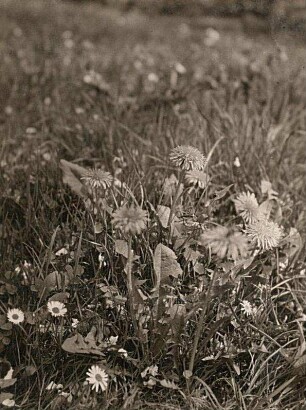 Gewöhnlicher Löwenzahn (Taraxacum sect. Ruderalia)