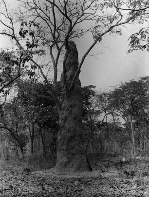 Hoher Termitenhügel : Ein hoher Termitenhügel. Ein Baum dient als Stütze.