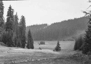 Am Wald : Blick auf einen Waldrand auf dem Weg zwischen Nové Hamry und Horní Blatná