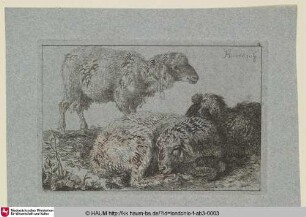 [Zwei liegende und ein stehendes Schaaf]