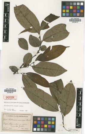 Rollinia mucosa (Jacq.) Baill.