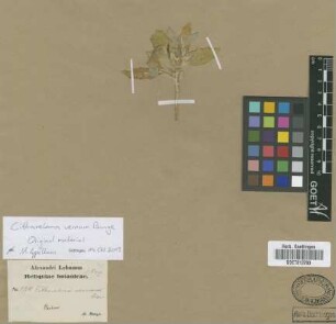 Cithareloma vernum Bunge [original material]