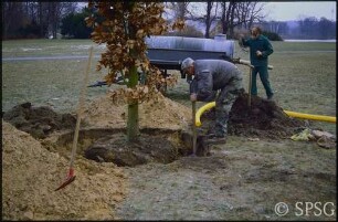 Potsdam, Neuer Garten, Pflanzen eines Baumes.