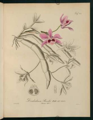 152r-152v, Dendrobium Parishii