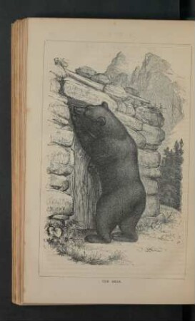 Tafel: The bear.