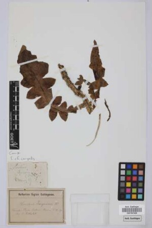 Sonchus spec.