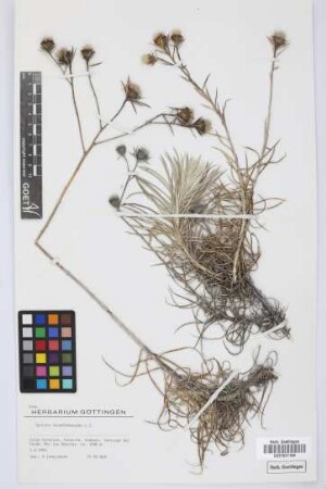 Carlina xeranthemoides L.f.