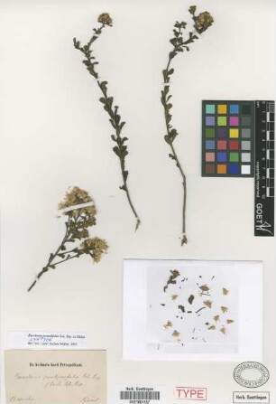 Baccharis pentziifolia Sch.Bip. ex Baker [syntype]