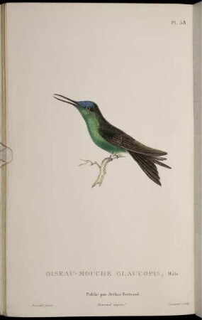 Pl. 58 Oiseau-Mouche Glaucopis [bis] Pl. 75. Oiseau-Mouche Tout Vert