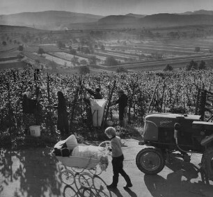 Archivfotografie "arbeit_wein_lese_18997"