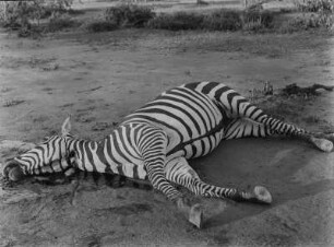 Erlegtes Zebra : Erlegtes Zebra
