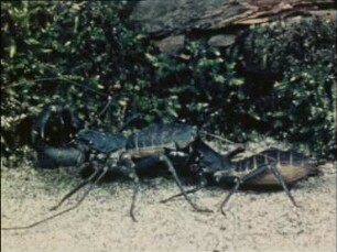 Kampf, Paarung und Brutfürsorge bei Geißelskorpionen (Uropygi)