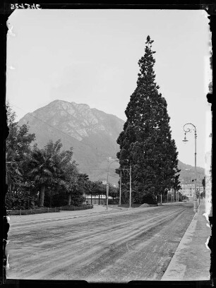 Lugano, Sequoia