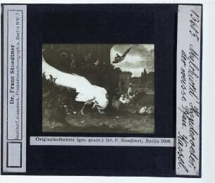 Hondecoeter, Der weiße Pfau (Kassel GAM GK 381)