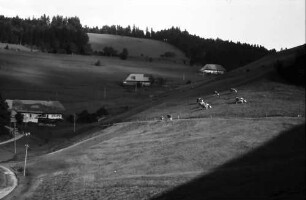 Münstertal mit Kühen