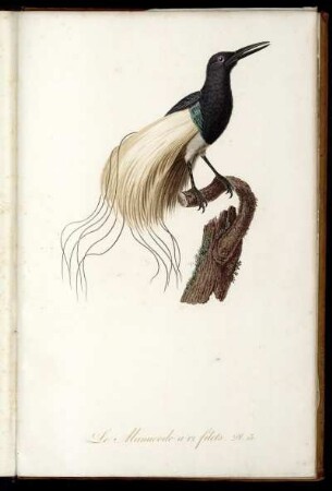 Le Manucode a 12 filets Pl. 13 [bis] Le Parkinson j. age Pl. 16