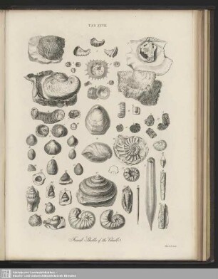 Tab. XXVII. Fossil Shells of the Chalk