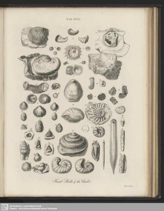 Tab. XXVII. Fossil Shells of the Chalk