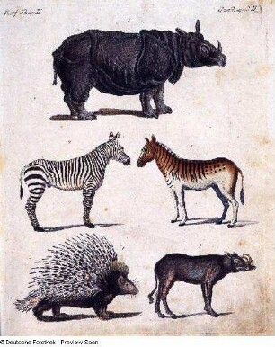 Rhinoceros, 2 Zebras, Stachelschwein und Hirscheber
