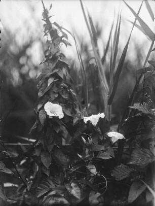 Echte Zaunwinde : Echte Zaunwinde (Calystegia sepium (Linnaeus) R. Brown)