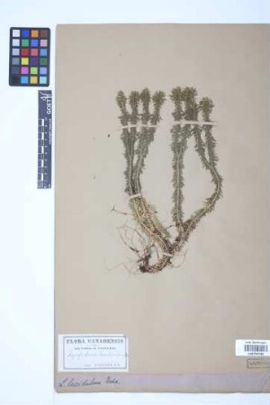 Huperzia lucidula (Michx.) Trev.