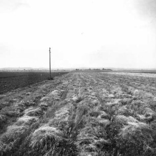 Raps-Schwaden
