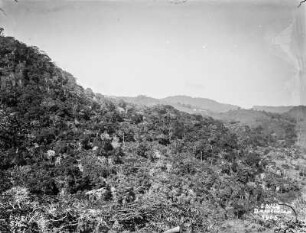 Berghang mit Urwald : Blick über einen mit Urwald bewachsenen Berghang auf die dahinterliegende Berglandschaft
