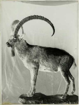 Capra sibirica (Pallas, 1776)