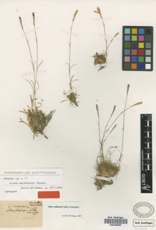Silene waldsteinii Griseb. [lectotype]