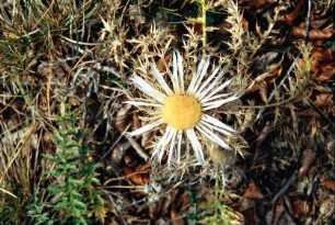 Silberdistel im Muschelkalkgebiet Nähe "Buche"