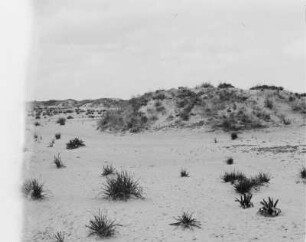 Kameldorn vom Sand eingeweht : Wüste mit Kameldorn, der vom Sand eingeweht wurde