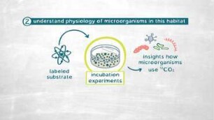 Sea Grasses And Microbial Communities: A Metabolomic Analyses