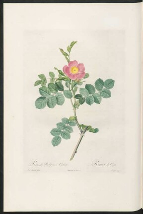 Rosa Rubiginosa Cretica. Rosier de Crête. Langlois sculp.