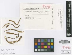 Plagiochila ensiformis Taylor [isotype]