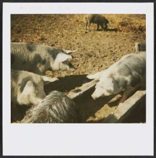 Mangalica-Schwein (Wollschwein) im Nationalpark Neusiedler See im Burgenland